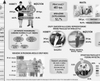 Infografika - Pracujący w województwie podlaskim - IV kwartał 2016 Foto